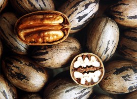 carya_pecan_seeds