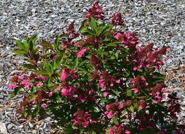 023990-hortensia-panicule-prim-red--couhaprim_2x800