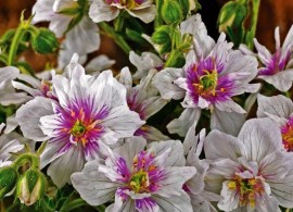 1-41115-gartengeranie-double-jewel-3-stueck-geranium-pratense7