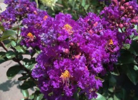 11808-purple-magic-crape-myrtle