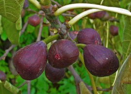 1197_ficus-carica-006