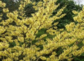 1365430498_gamamelis-virginskiy-640x480