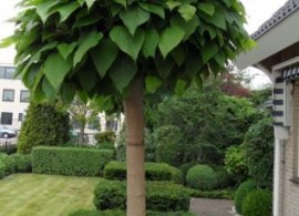 1466_catalpa-bignonioides-nana-317x393
