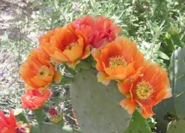 182643-425x283-prickly-pear-flower