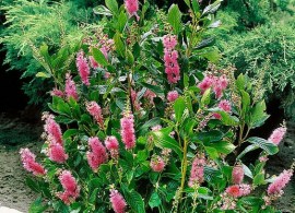 19191ffb1645905a3db982786880a959--clethra-alnifolia-pot