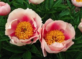 27dc0f0d65096ec6f81d614c13315b8c--peony-root-athena