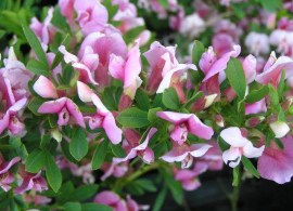 314_1_cytisus-purpureus-rosenginster
