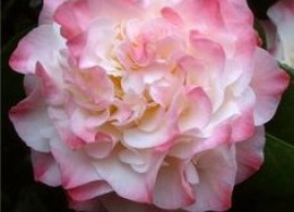 38e018e9177503b7f08379a38c23aa75--beautiful-gardens-beautiful-things