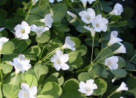 5-24-18-oxalis-crassipes-white
