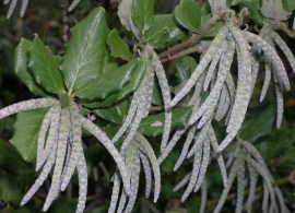 58888d5e23d3f-garrya-elliptica-3l