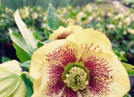 58e3995b23156-used-helleborus-single-yellow-spotted