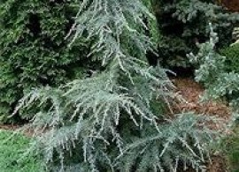 6276698332_w640_h640_cedrus-deodara-karl