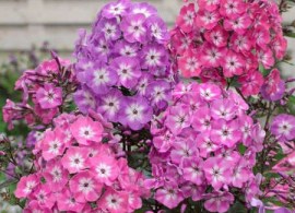 65953