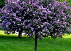 6b049eb662432ef460d7b9f8cfdf4268