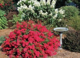 7575-cherry-dazzle-crape-myrtle