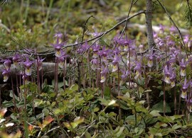 800px-calypso_bulbosa_clump1