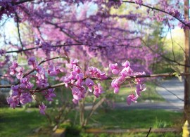 800px-redbud