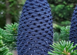 abies-1006