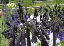 agapanthus-black-magic