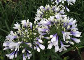 agapanthus-twister-1-810x622