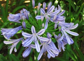 agapanthus2