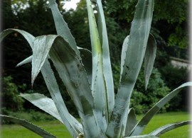 agave-americana-amerikanische-agave