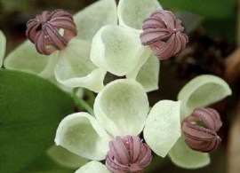 akebia-quinata-white-chocolate-vine-climber-seeds