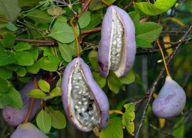 akebia_quinata_fruit