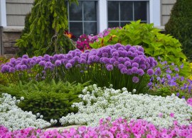 allium2