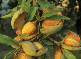 almond