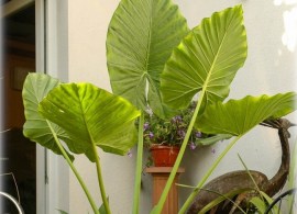 alocasia-macrorrhiza-elefantenohr-alokasie-taro