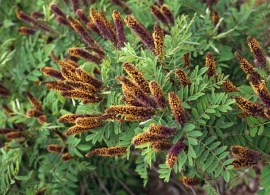 amorpha-fruticosazagruzheno