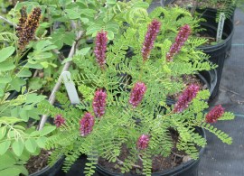 amorpha-nana