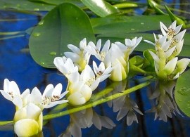 aponogeton-distachyos-1-kopiya