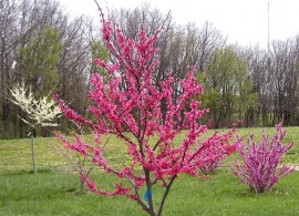 appalachian-red-jpg