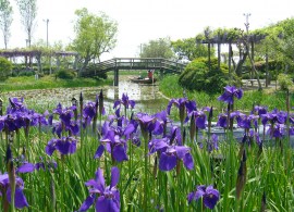 aquatic-plant-garden-irides,sawara,katori-city,japan