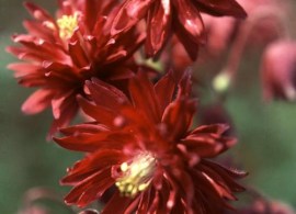 aquilegia-double-rubies