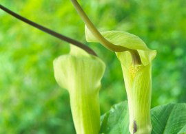 arisaema_tortuosum_0007055__50391