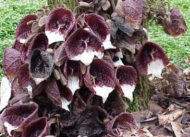 aristolochoia_arborea0