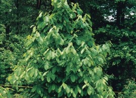 asimina_triloba_sunflower_leaves_ediblelandscaping_ccby20
