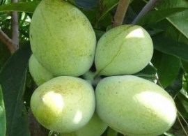 asimine-asimina-triloba-fruit-pépinière-du-bosc-colicci-300x300