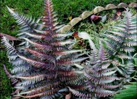 athyrium_niponicum_metallicum130
