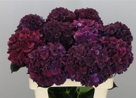 b83d760dcca374f99c073eae66c441f3--hydrangeas