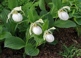 bashmachok_veneri_98