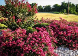 berry-dazzle-crape-myrtle-1-547x547