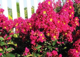 berrydazzle_crapemyrtle_3_708_415_80_c1_l_t