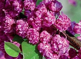 big_cercis_canadensis_flame-1