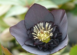 black_anemone_resized