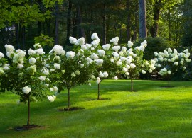 blog-hydrangeas-05
