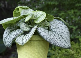 brunnera_jack_of_diamonds_4